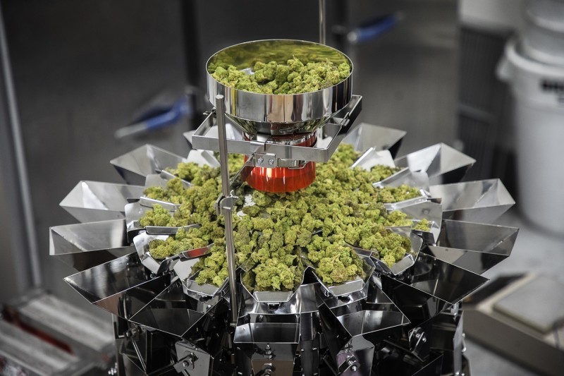 Specialist Weighers for Pharmaceutical Grade Cannabis