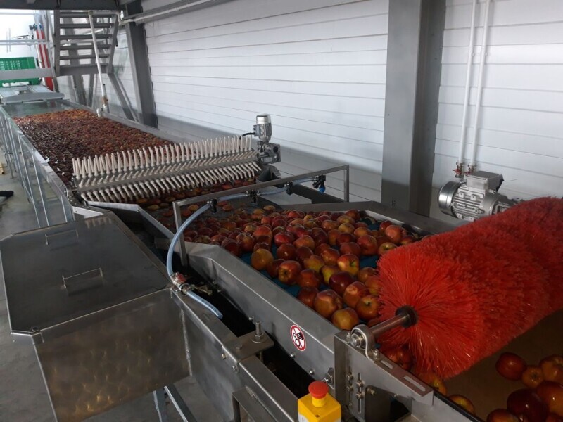 Another farm in Russia with a Sorter Robotic Sorting and Packing Process for apples