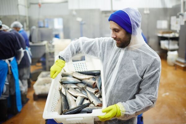 Article By Stevens Traceability Systems Ltd: How Seafood Traceability Can Help Fish Processors Thrive